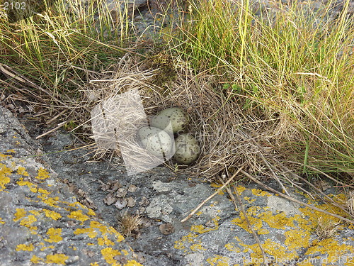 Image of Sea Gull eggs_1