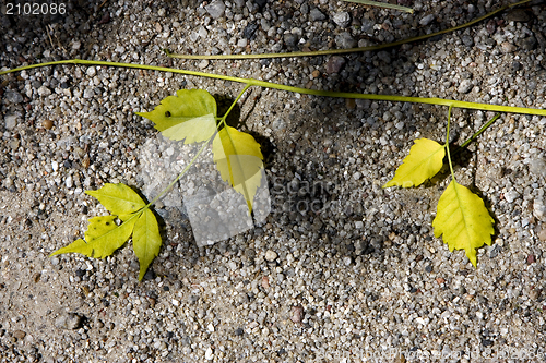 Image of yellow  leaf in the rocky ground