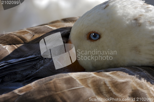 Image of  grey duck whit blue eye