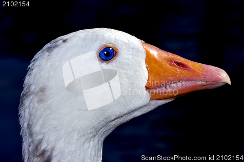 Image of argentina  duck
