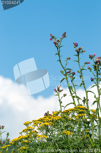 Image of Flowering herbs on the blue sky background