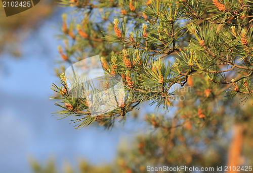 Image of Natural background, pine on the sky