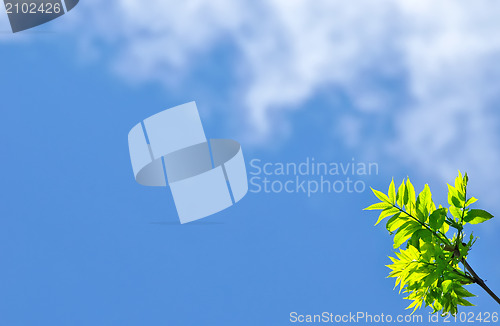 Image of Empty blue sky background, clouds, green leafs