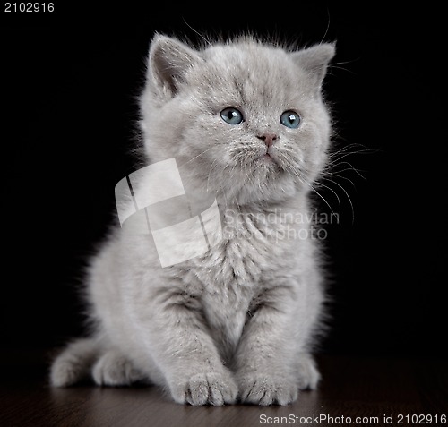 Image of British short hair kitten five weeks old