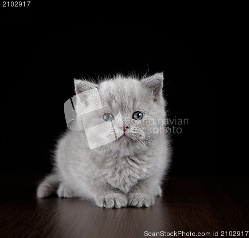 Image of British short hair kitten five weeks old