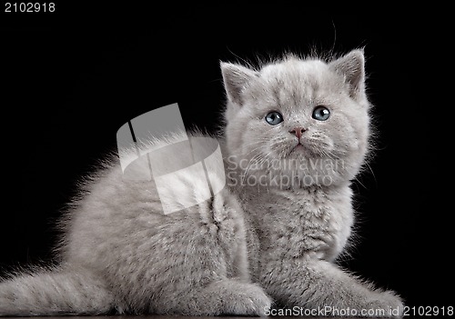 Image of British short hair kitten five weeks old