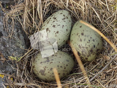 Image of Sea Gull eggs_2