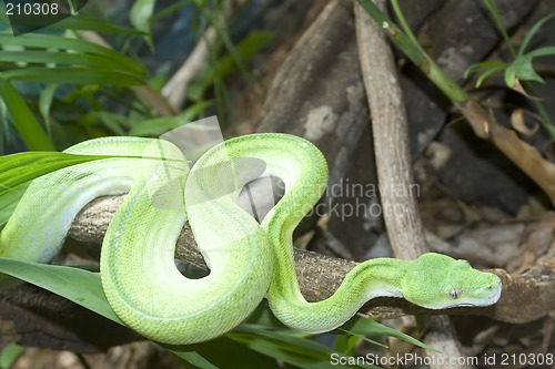Image of Green Tree Python

