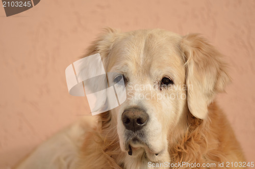 Image of Golden Retriever