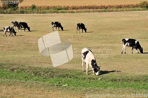 Image of Cows on field