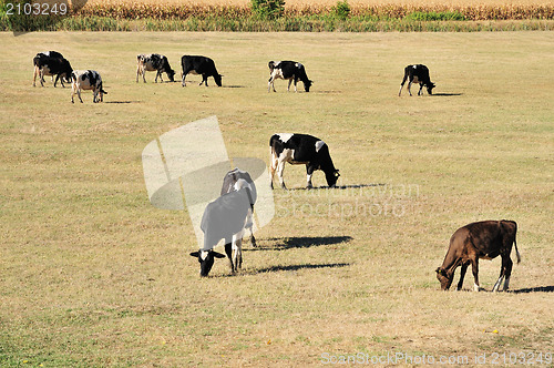 Image of Cows on field