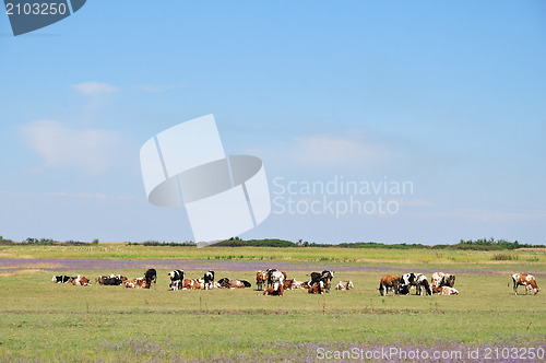 Image of Cow on pasture