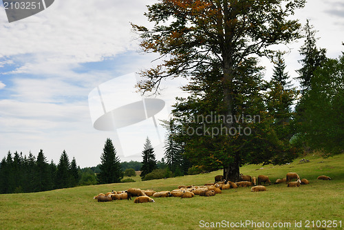 Image of Sheep on Green Field