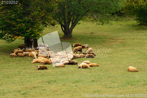 Image of Sheep on Green Field