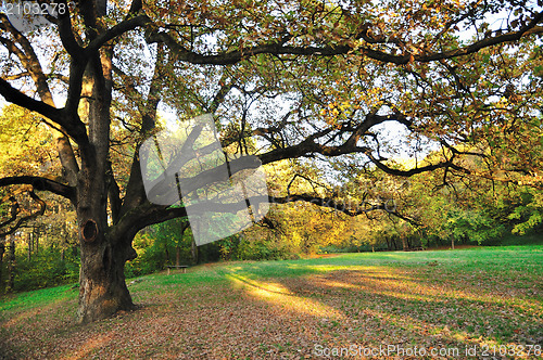 Image of Oak Tree in Park