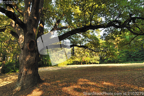 Image of Oak Tree in Park