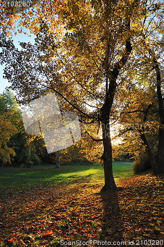 Image of Autumn Light in Park