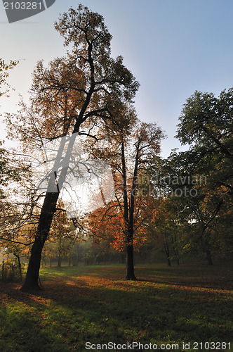 Image of Autumn Morning Light