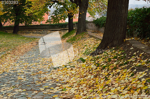 Image of Autumn Walk Road