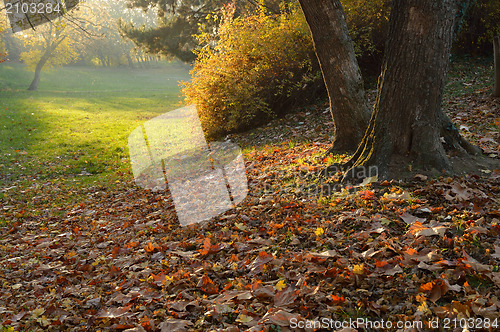 Image of Autumnal Light in Park
