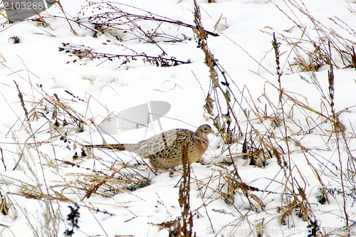 Image of female pheasant camouflage