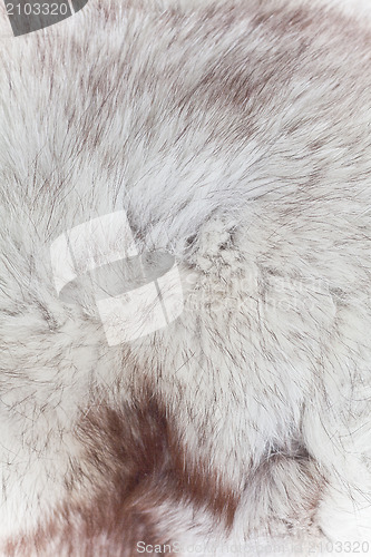 Image of fur texture