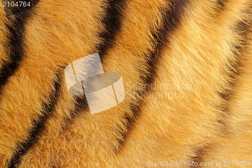 Image of detail of tiger fur