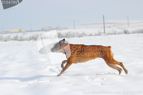 Image of dog running in snow