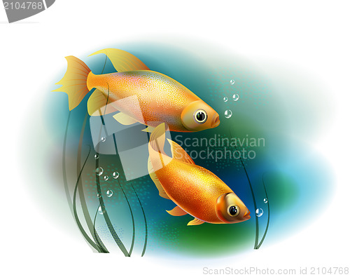 Image of couple of goldfish in the sea