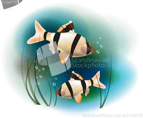 Image of couple of fish in the sea