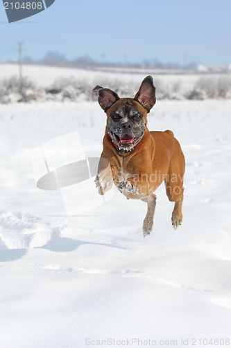 Image of playful boxer jumping