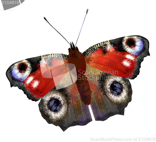 Image of illustration of   European Peacock butterfly