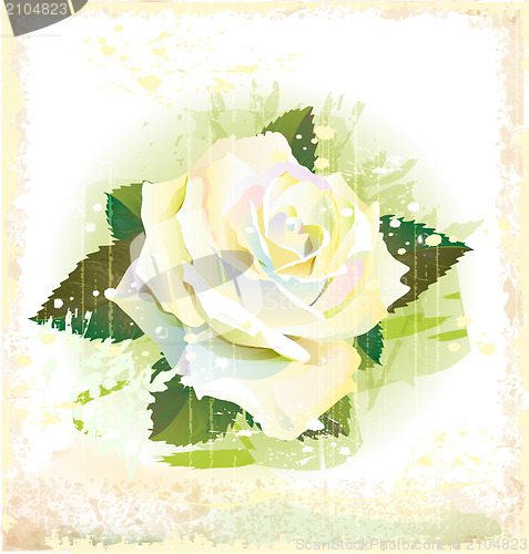 Image of vintage illustration of white rose