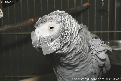 Image of Parrot