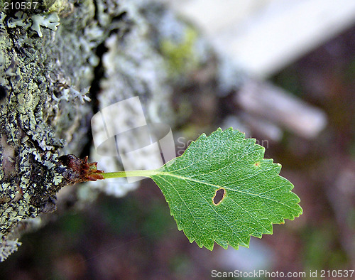 Image of BIRCH LEAF