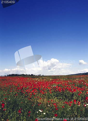 Image of Poppy field