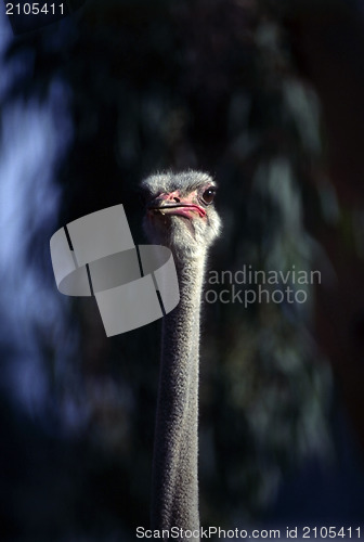 Image of Ostrich