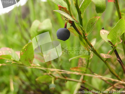 Image of BLUEBERRY