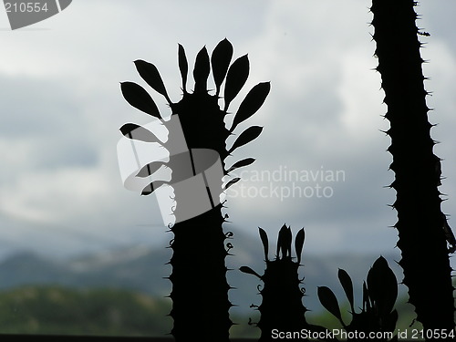 Image of CACTUS SILUETTE