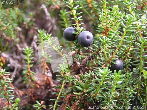 Image of CROWBERRY