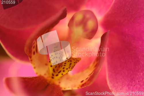 Image of Orchid