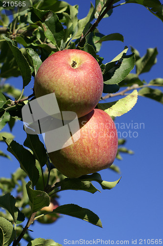 Image of Red Apples