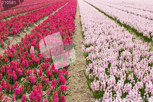 Image of Hyacinth field