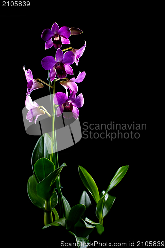 Image of Blooming purple orchid.
