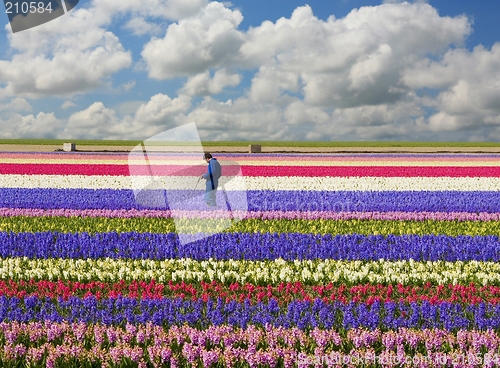 Image of Hyacinth field