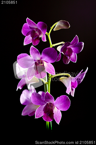 Image of Purple orchid close up.