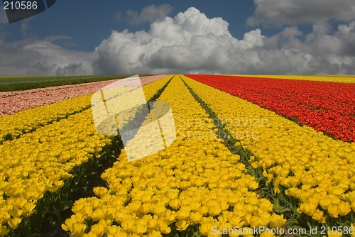 Image of tulip field
