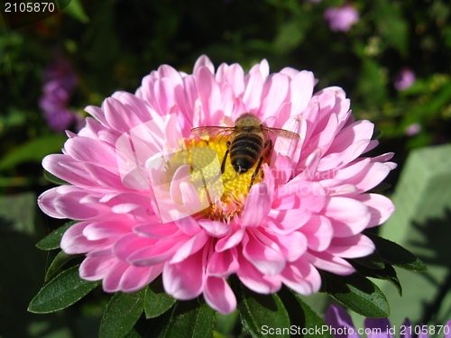Image of a little bee on the pink beautiful aster