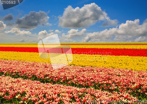 Image of tulip field