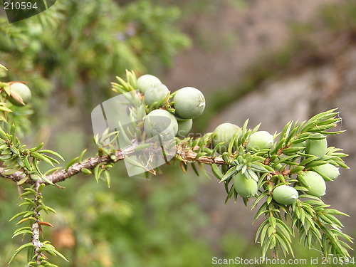 Image of juniper